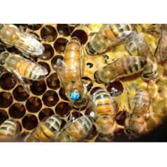 Matka pszczela nieunasienniona Buckfast PS